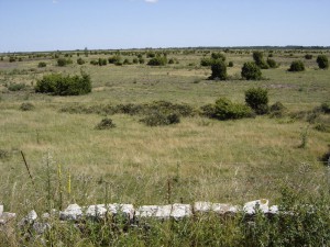 Stora Alvaret 1