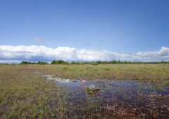 Stora Alvaret