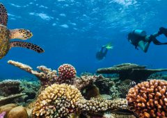 Scuba divers with turtle explore beautiful coral reef. Underwater photography in Indian ocean, Maldives