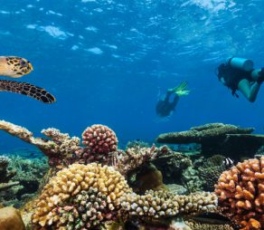 Scuba divers with turtle explore beautiful coral reef. Underwater photography in Indian ocean, Maldives